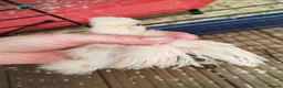 Chickens poultry for sale: USA silkie chicks/ hatching eggs CPQ quails - Advert 35