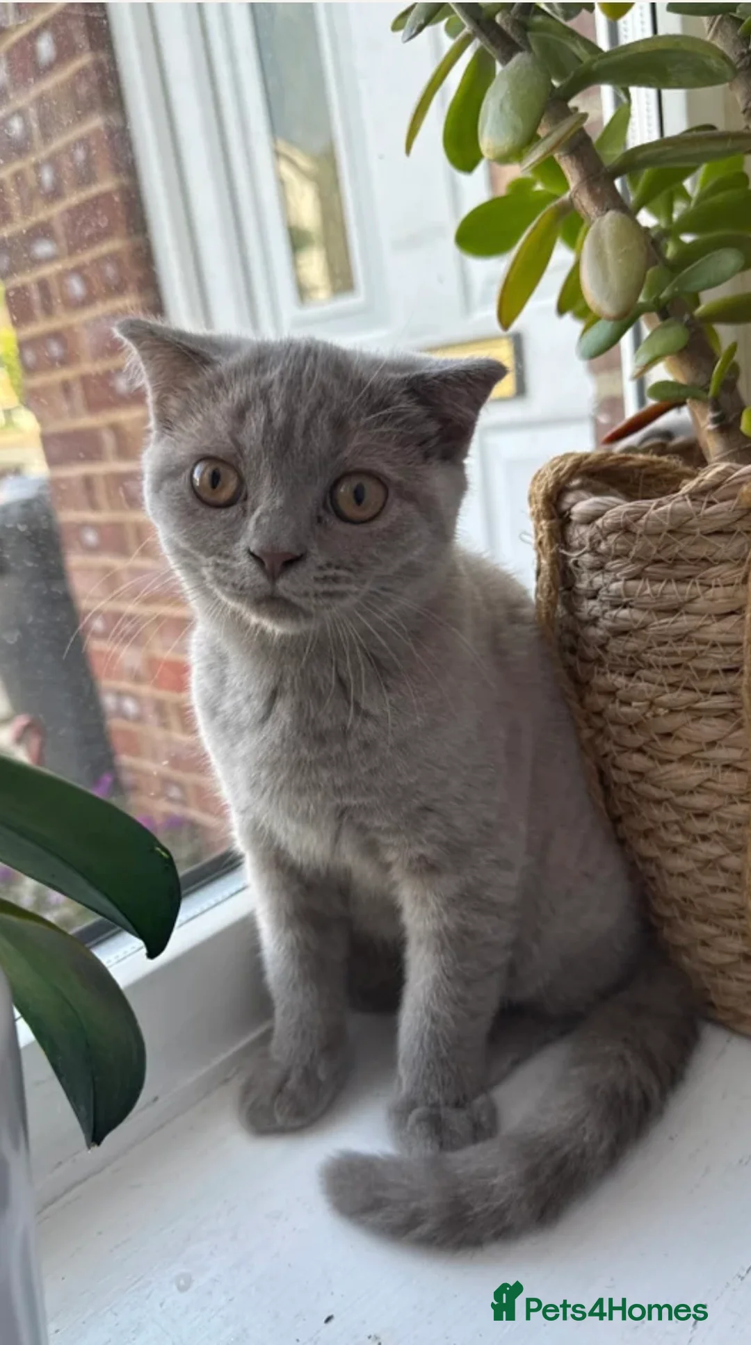 British Shorthair cats for sale: Beautiful lilac Scottish fold girl - Advert 2