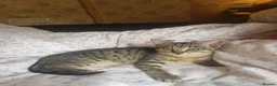 European cats for sale: Four Kittens Looking for Their Forever Homes  - Advert 7