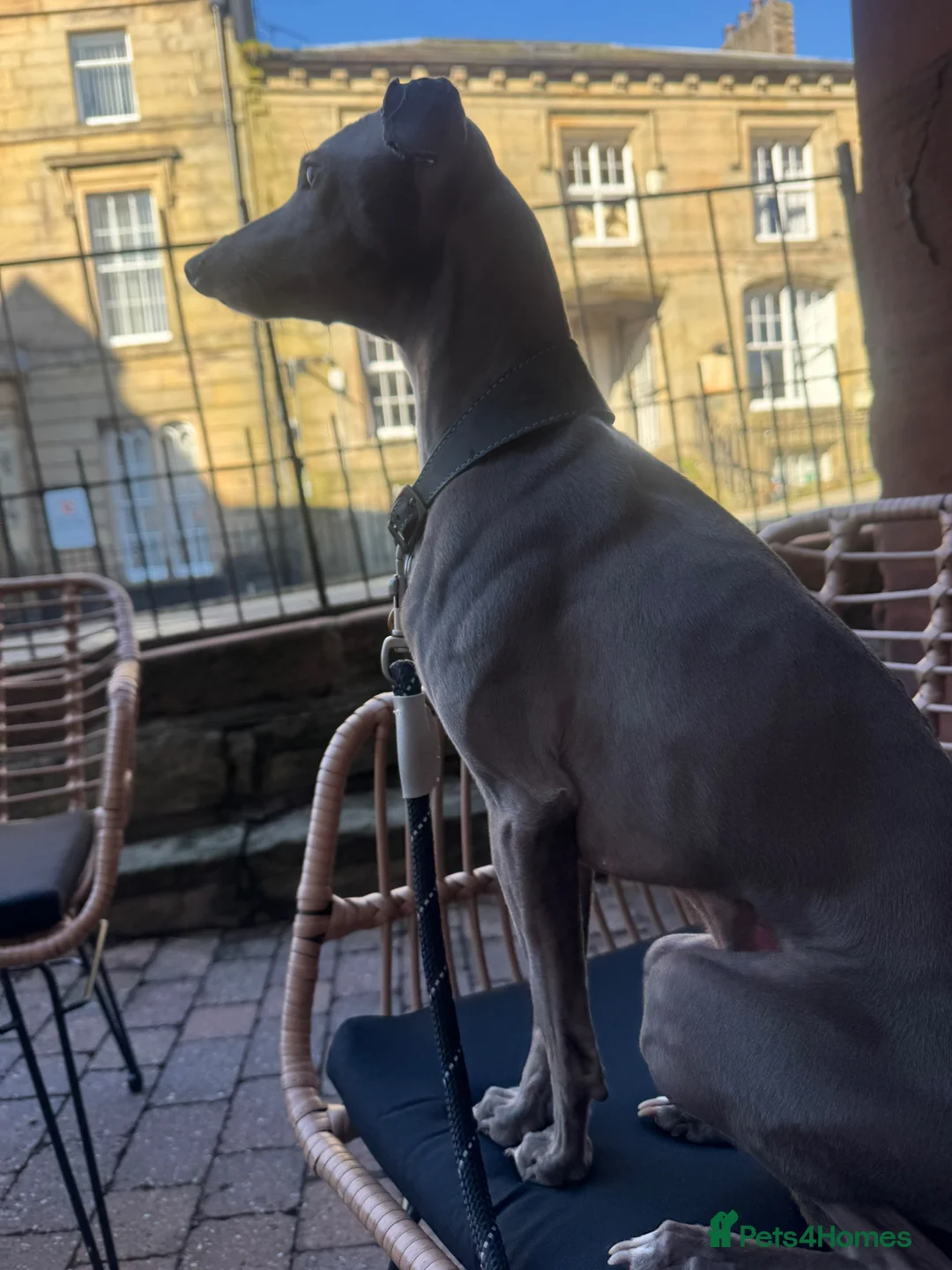 Italian Greyhound dogs for stud: *FOR STUD* Blue Italian Greyhound  - Advert 5