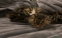 British Shorthair cats for sale: 4 Beautiful British Shorthair cross Kittens  - Image 16