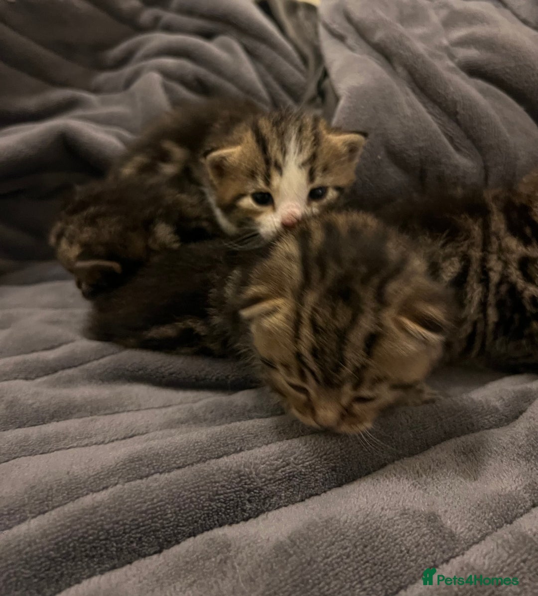 British Shorthair cats for sale: 4 Beautiful British Shorthair cross Kittens  - Image 16