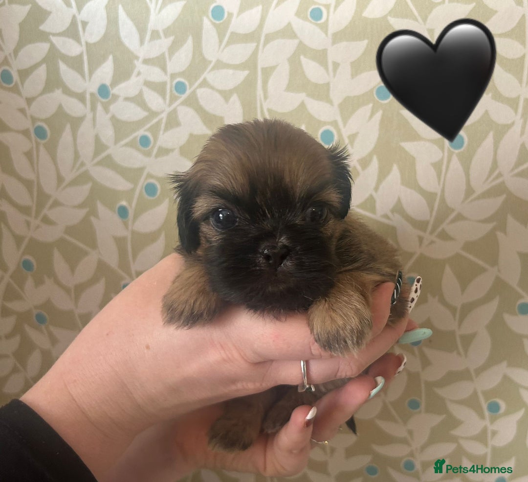 Shih Tzu dogs for sale: KC Registered Breed Standard Shih Tzu Puppies - Image 4