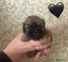 Shih Tzu dogs - Advert 3