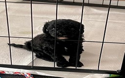 Cockapoo dogs for sale: Adorable F1B Cockapoo Puppies ready 6th November - Image 9