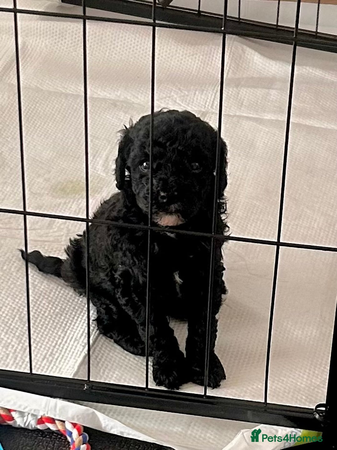 Cockapoo dogs for sale: Adorable F1B Cockapoo Puppies ready 6th November - Image 9