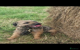 Border Terrier dogs for sale: Stunning border terrier puppys - Image 16