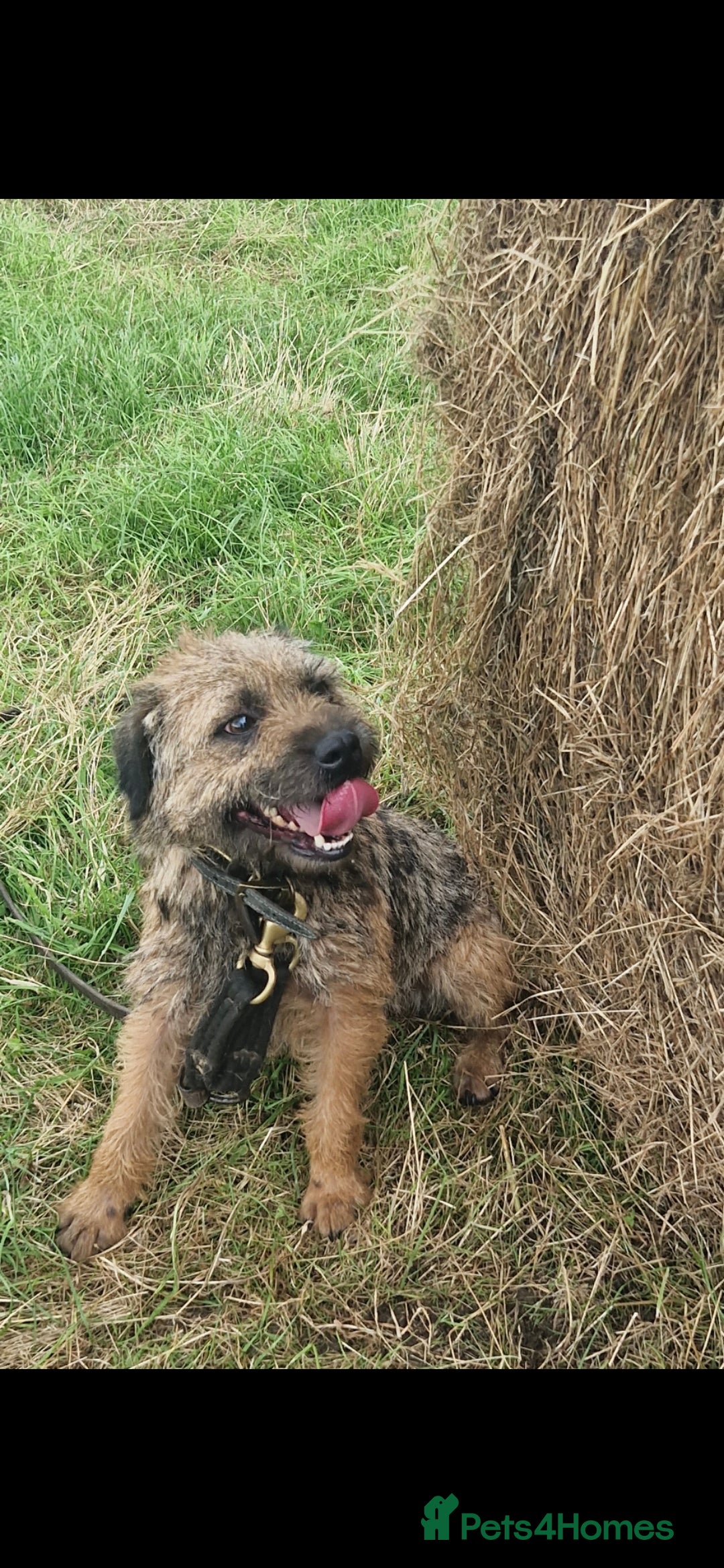 Border Terrier dogs for sale: Stunning border terrier puppys - Image 16