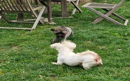 Maltipoo dogs for sale: Very Small Maltipoo Girl Puppy - Image 9