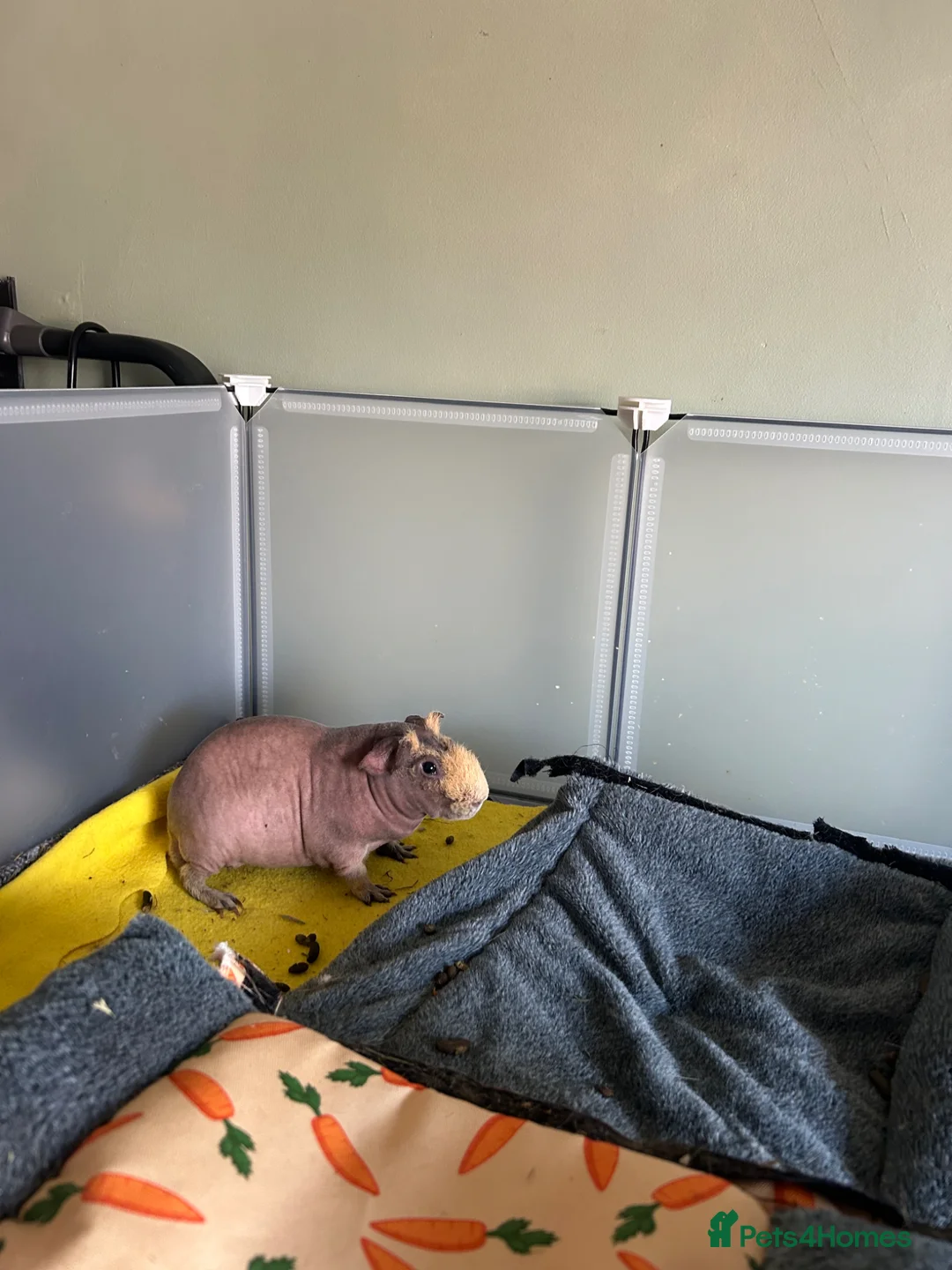 Guinea Pig rodents for sale: Male skinny pig  in Doncaster - Advert 3