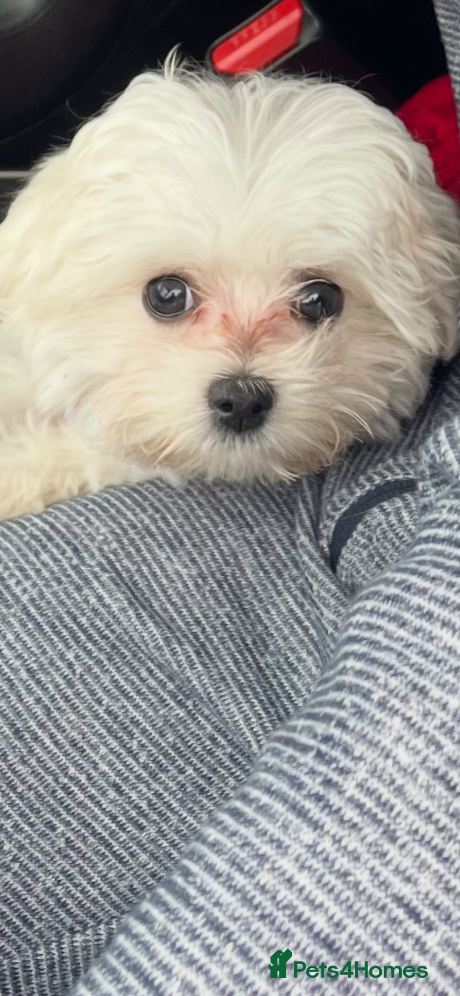 Maltese dogs for sale: Kc reg Maltese 2 years old  - Advert 3