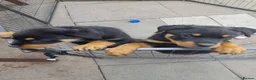 Rottweiler dogs for sale: Puppys  - Advert 2