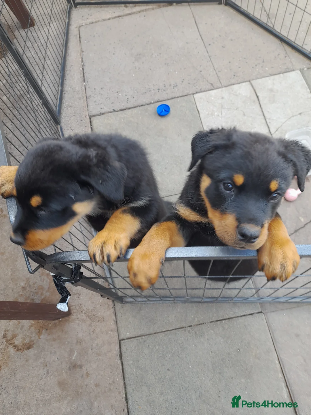 Rottweiler dogs for sale: Puppys  - Advert 2