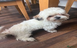 Mixed Breed dogs for sale: Shih tzu girl  - Image 6