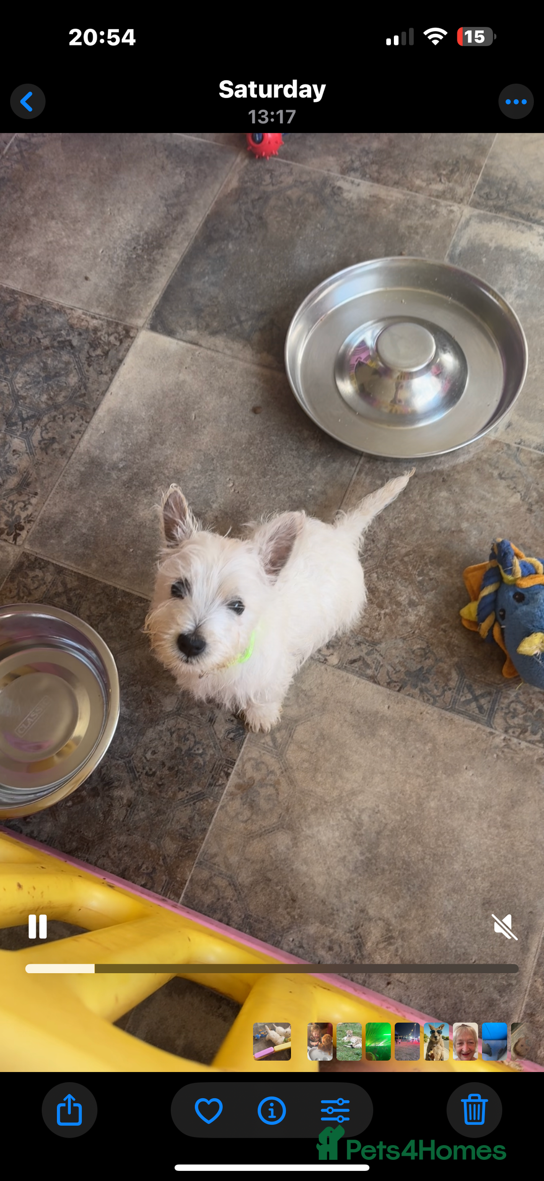 West Highland Terrier dogs for sale: West highland terrier  - Image 4