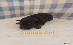 German Shepherd dogs for sale: German Shepherd Puppies - Image 12