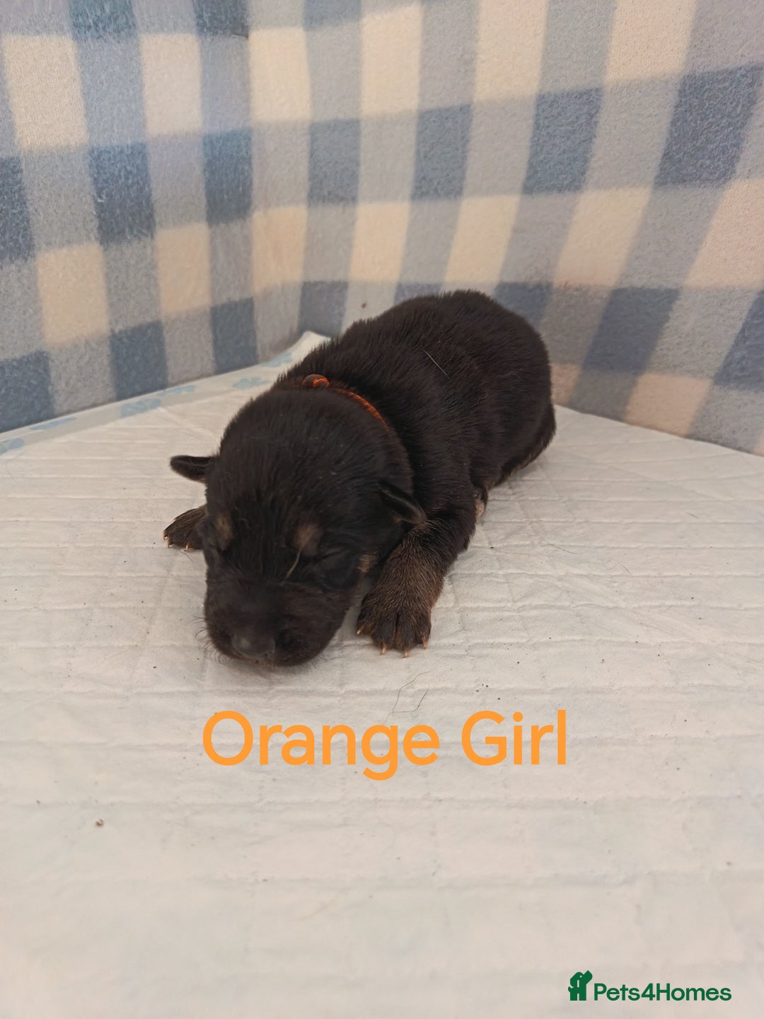 German Shepherd dogs for sale: German Shepherd Puppies - Image 12