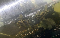 Turtle reptiles for sale: Chinese stripe necked turtles  - Image 2