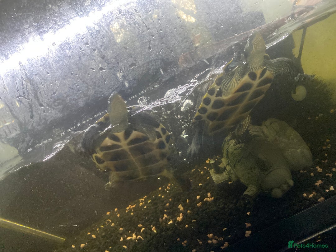 Turtle reptiles for sale: Chinese stripe necked turtles  - Image 2