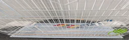 Mixed Breed birds for sale: Bird cage for sale. XXL BRAND NEW accessories Inc. in Dartford - Advert 7