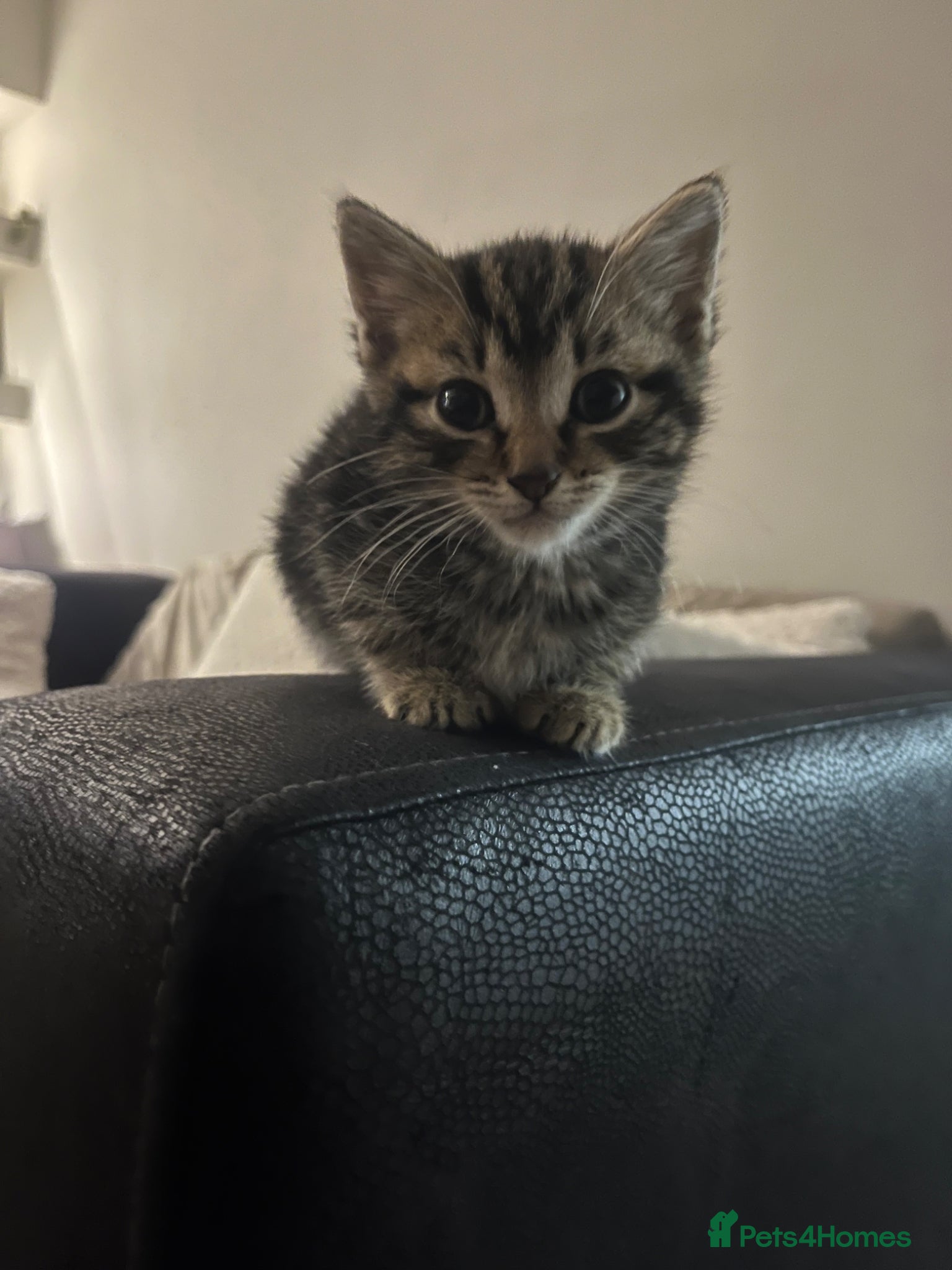 Mixed Breed cats 3 Kitten for sale  - Advert 1