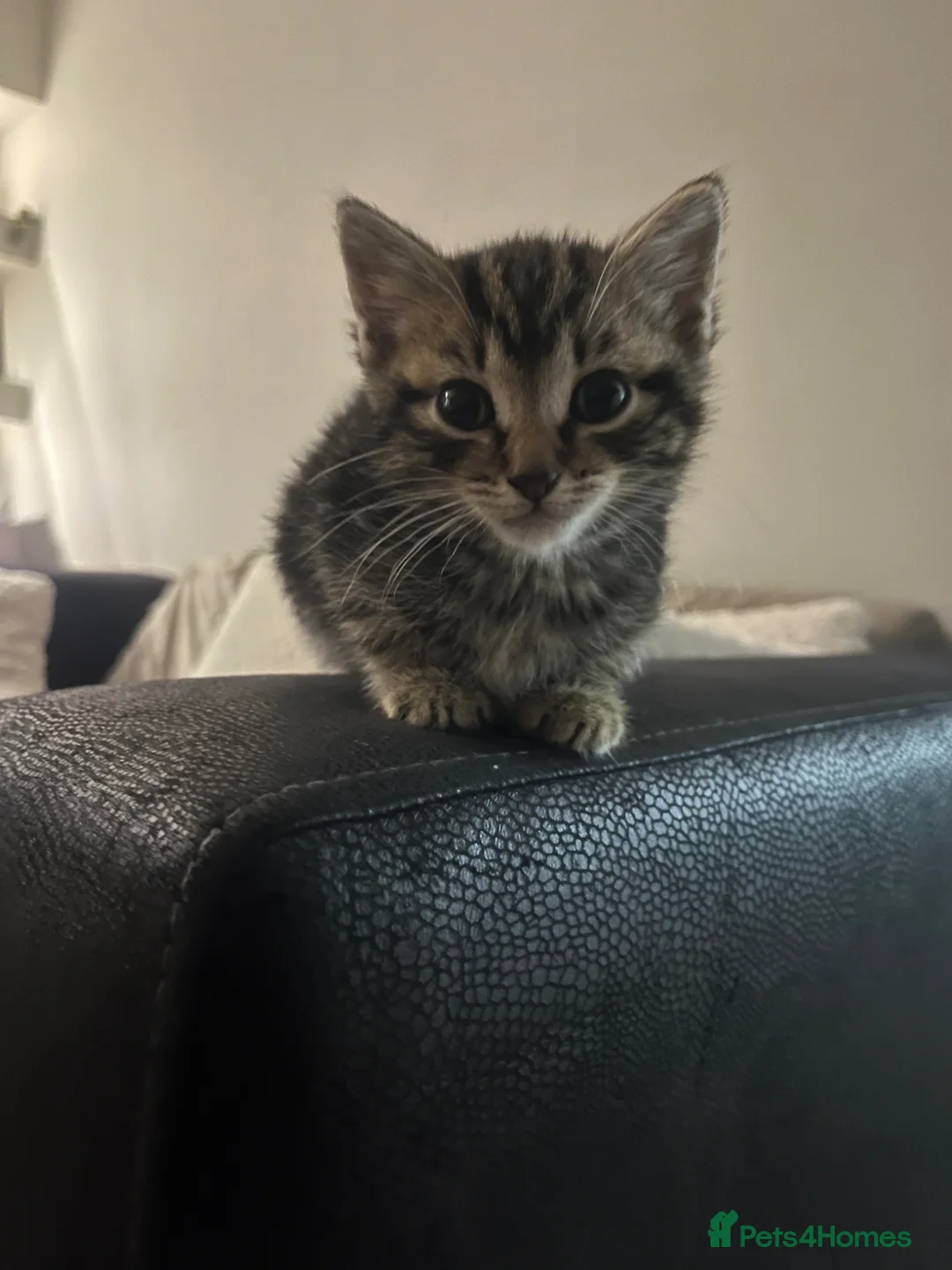Mixed Breed cats for sale: 3 Kitten for sale  - Advert 1