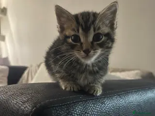 Mixed Breed cats 3 Kitten for sale - Advert 1