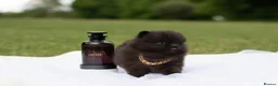 Pomeranian dogs for sale: ✨ Tiny Teddy Face Pomeranian Puppies 🐻✨ - Advert 14