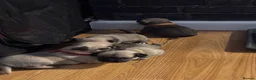 Pug dogs for sale: Beautiful Pug Puppies for Sale - Advert 9
