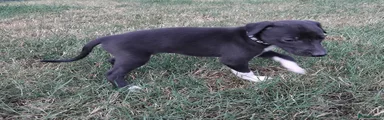 Mixed Breed 3