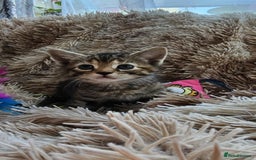 Mixed Breed cats for sale: 7 cute kittens - Image 11