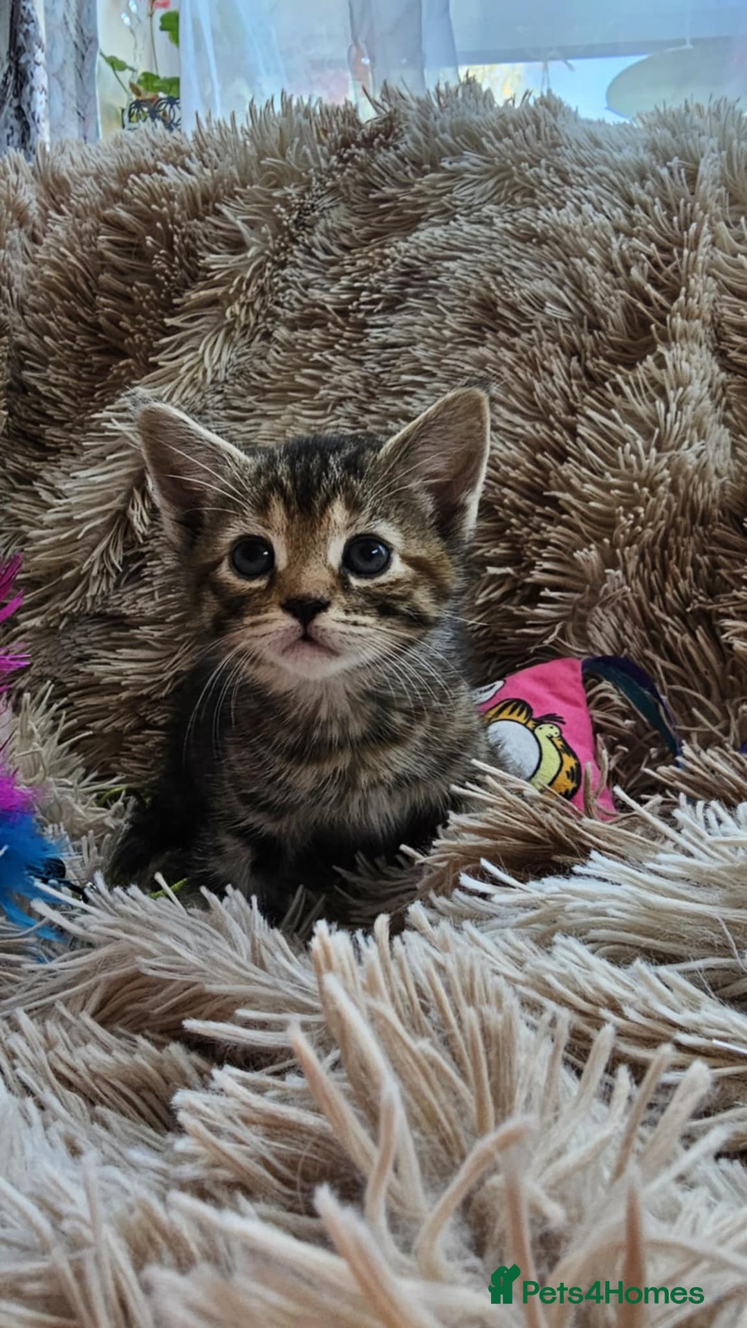 Mixed Breed cats for sale: 7 cute kittens - Image 11