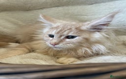 Maine Coon cats for sale: Stunning Mainecoon kittens  - Image 16