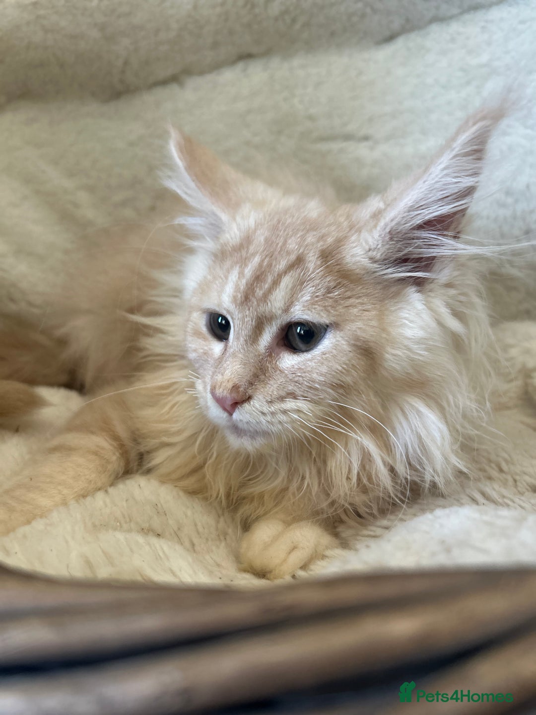 Maine Coon cats for sale: Stunning Mainecoon kittens  - Image 16