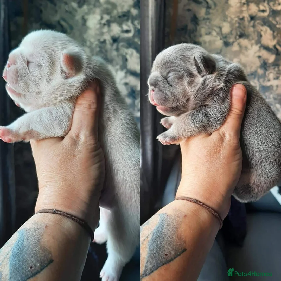 French Bulldog dogs for stud: Blue and tan quad merle in Sheffield - Advert 12