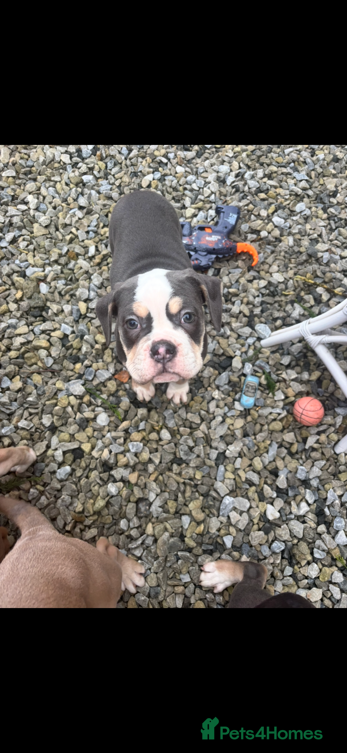 Olde English Bulldogge dogs Olde English bulldog puppy  - Advert 1