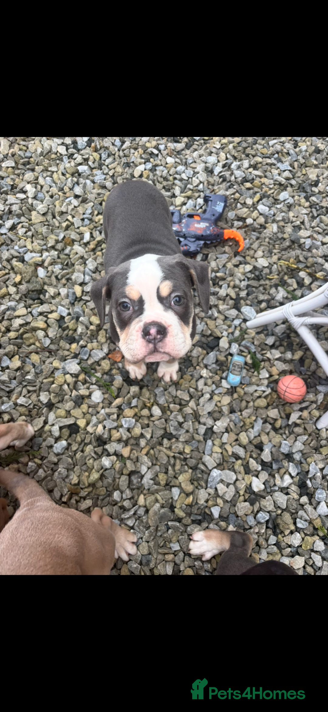 Olde English Bulldogge dogs for sale: Olde English bulldog puppy  - Advert 1