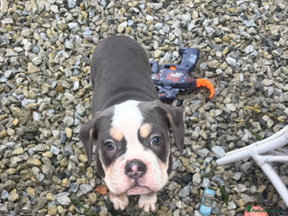 Olde English Bulldogge dogs Olde English bulldog puppy - Advert 1