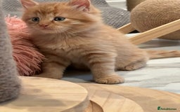 Maine Coon cats for sale: Stunning Mainecoon Kittens - Image 3