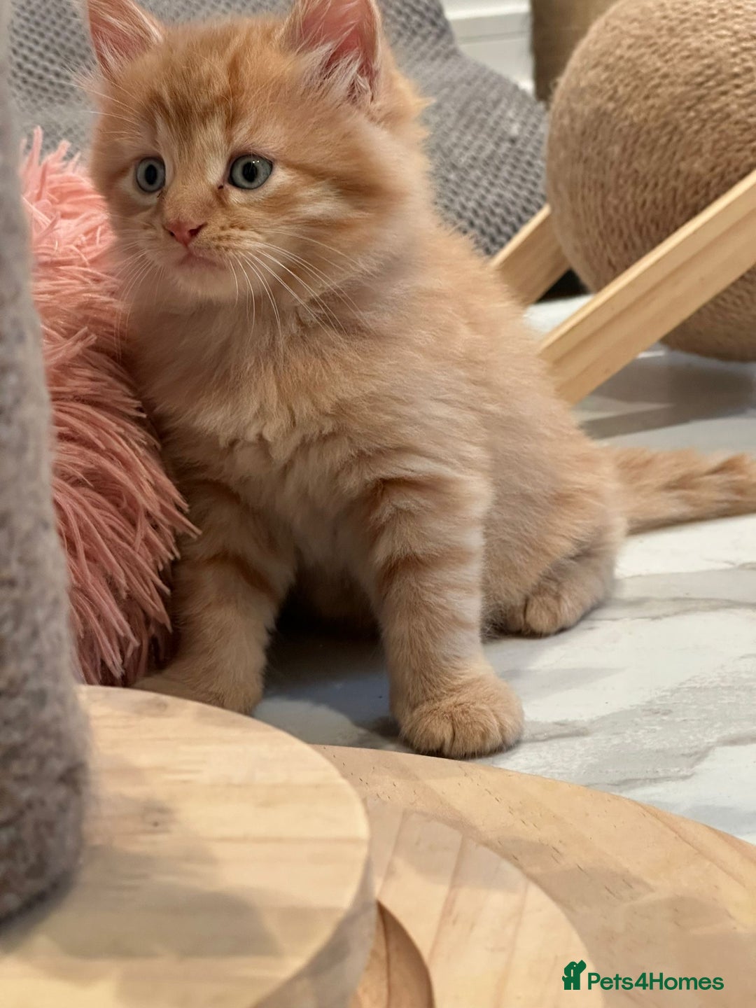 Maine Coon cats for sale: Stunning Mainecoon Kittens - Image 3