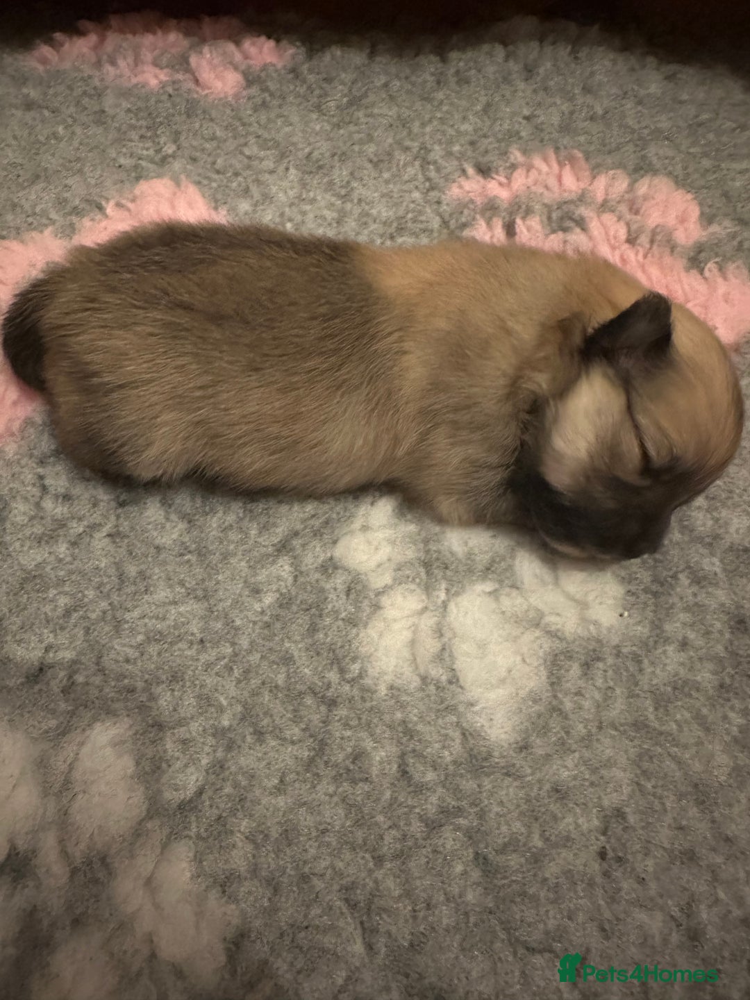 Pomeranian dogs for sale: Pomeranian puppy’s for sale - Advert 14