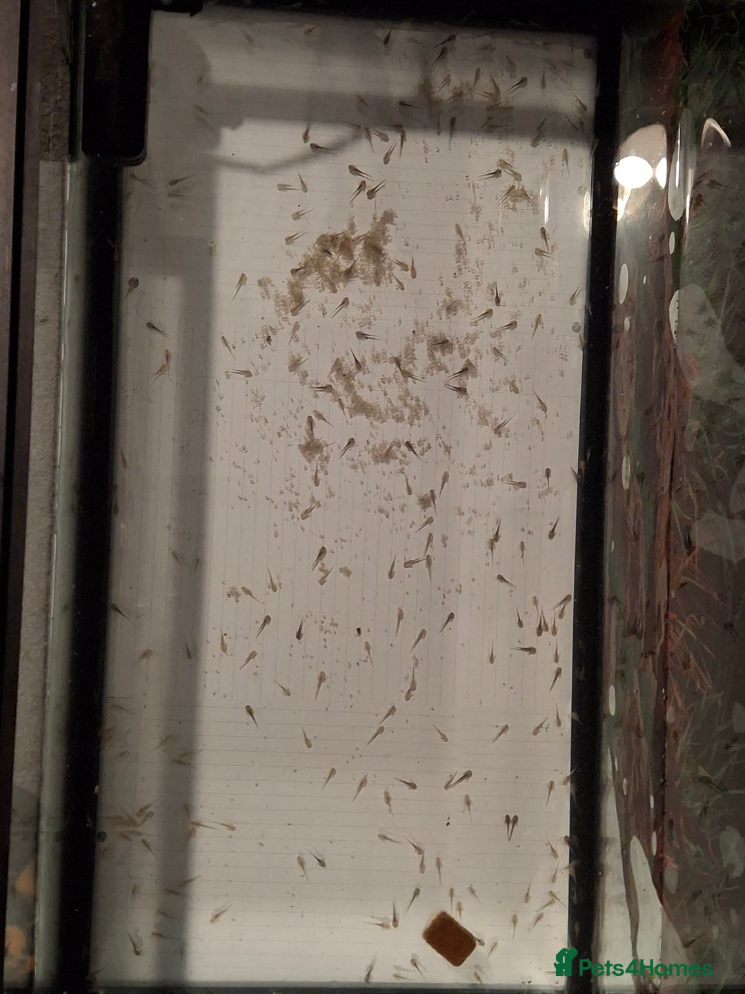 Mixed Breed invertebrates for sale: Axolotls Newly hatched - Advert 1