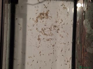 Mixed Breed invertebrates Axolotls Newly hatched - Advert 2