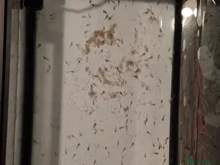 Mixed Breed invertebrates Axolotls Newly hatched - Advert 7