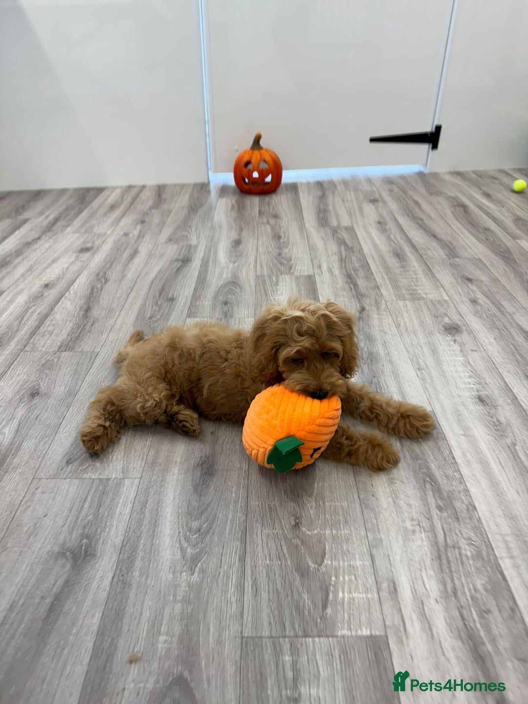Cockapoo dogs for sale: Female Cockapoo 6 months old  - Advert 4