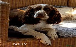 Sproodle dogs for sale: The apple of my eye - Image 17