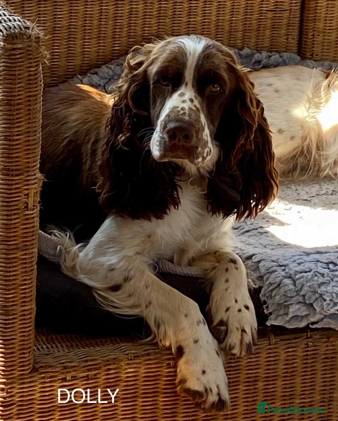 Sproodle dogs for sale: The apple of my eye - Image 17