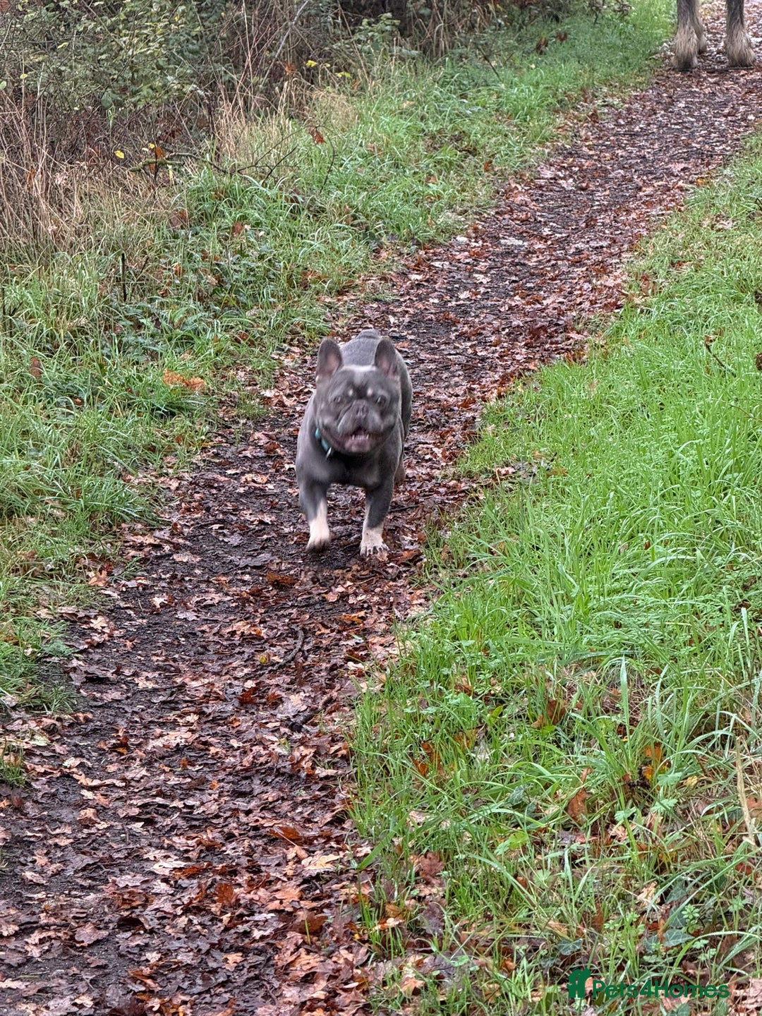 French Bulldog dogs for stud: Blue And Tan Frenchie (Stud) - Advert 9