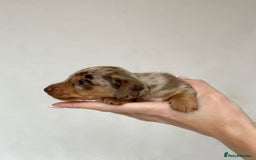 Miniature Dachshund dogs for sale: Miniature Dachshunds Puppies PRA Clear, KC Reg - Image 11