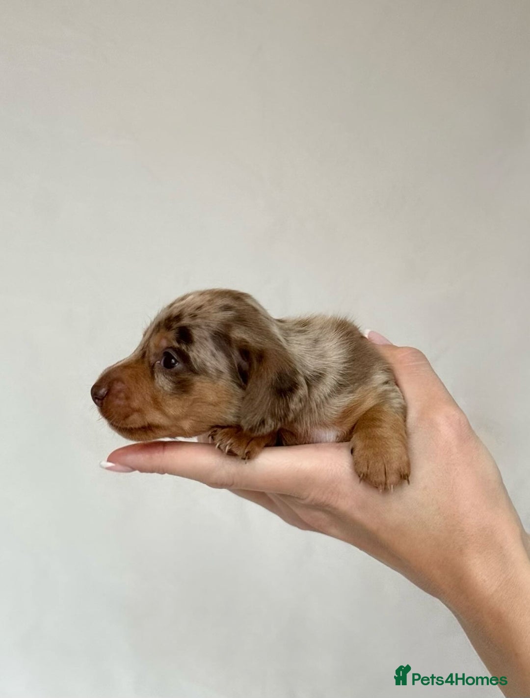 Miniature Dachshund dogs for sale: Miniature Dachshunds Puppies PRA Clear, KC Reg - Image 11